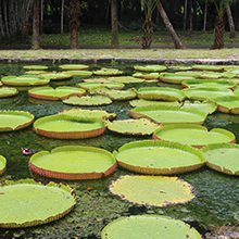 Black River Gorges: Scenic National Park with Wildlife