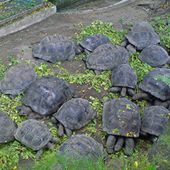 Aldabra Atoll: World’s Largest Coral Atoll