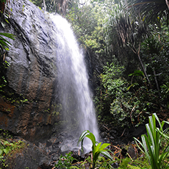 Vallée de Mai Nature Reserve: UNESCO Heritage Gem