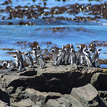 Robben Island: A symbol of struggle and resilience.