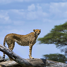 Serengeti National Park: Wildlife Paradise and Migration Wonder