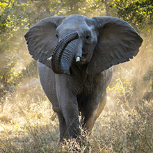 Hwange National Park: Premier Safari Destination for Wildlife