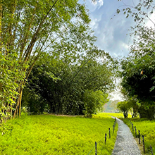 Singapore Botanic Gardens: UNESCO Heritage Garden with Orchids