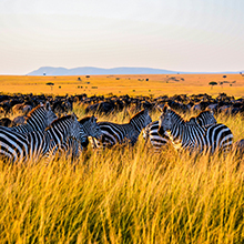 Serengeti National Park – Renowned Wildlife Safari Destination