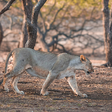 Gir National Park: Home to Asiatic Lions and Wildlife