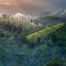 Munnar's Lush Tea Plantations and Stunning Hill Views