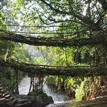 Living Root Bridges: Unique Natural Bridges in Cherrapunji