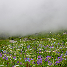 Valley of Flowers National Park: UNESCO World Heritage Site