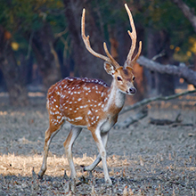 Sundarbans National Park: UNESCO World Heritage Site