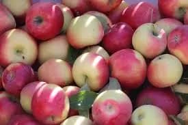 AMERICAL APPLE
