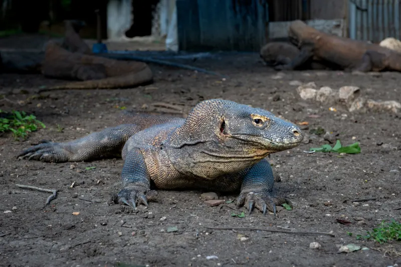 Komodo dragon resting on a sandy patch.