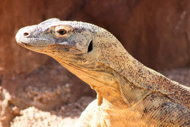 A close up shot of a Komodo dragon's head and scaly skin.