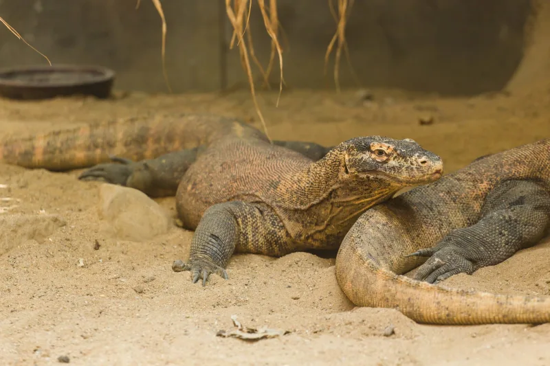 Two Komodo dragons fighting on the beach.