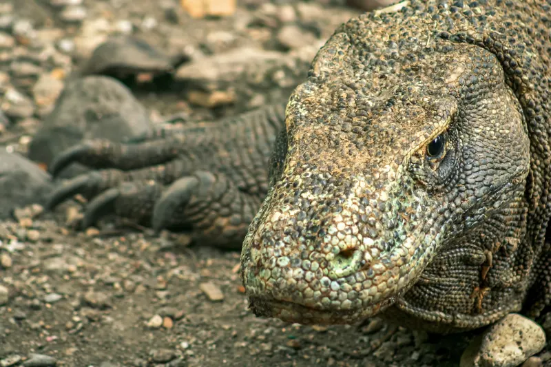 The misty, mountainous habitat of the Komodo islands.