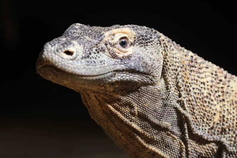 A komodo dragon walking through the green grass.