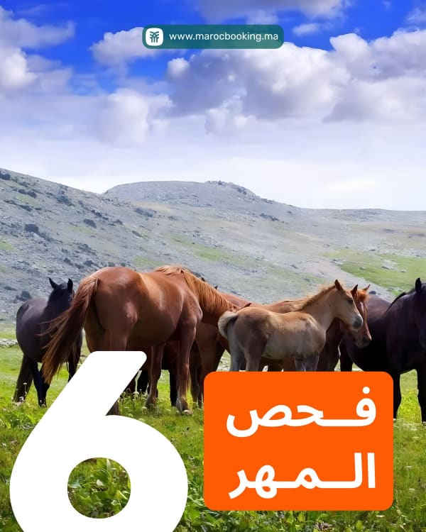 فحص المهر — خيول ترعى في المراعي الخضراء فوق جبال تطوان