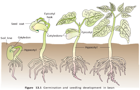 Stages of bean germination and seedling development, including cotyledons, hypocotyl, epicotyl and roots.