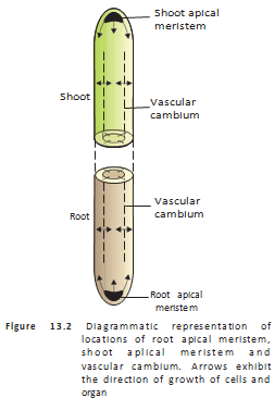 Locations of apical meristems and vascular cambium in a shoot and root.
