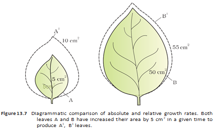 Leaves of different initial sizes each gain the same area, illustrating absolute and relative growth.