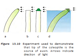 Coleoptile tip acts as the source of a signal that causes bending towards light.