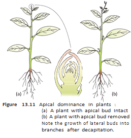 Removing the apical bud releases lateral buds from suppression and promotes their growth.