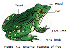 Frog external features: head, trunk, eye, forelimb and hind limb.