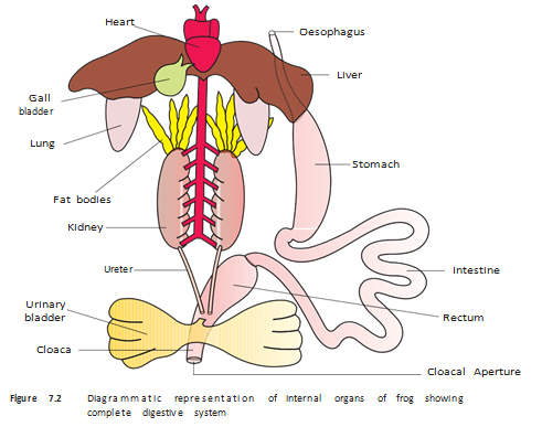Internal organs, including the digestive, respiratory and urinary systems.