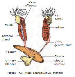 Male frog urogenital system.