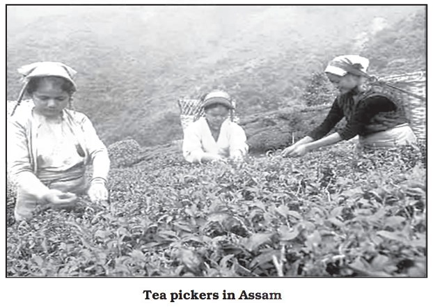 Tea Picking in Assam