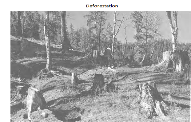 Deforestation