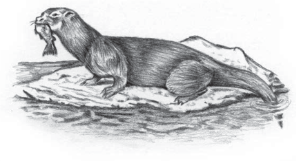 Illustration of an otter, the animal at the centre of the chapter.
