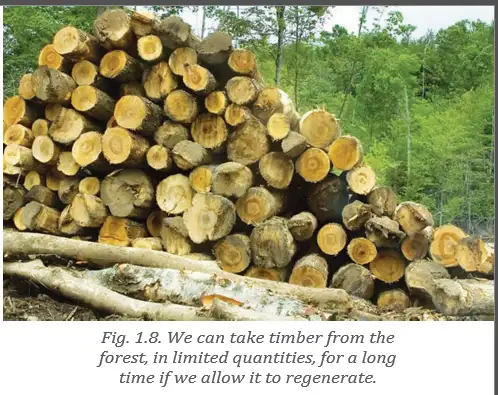Timber from forest
