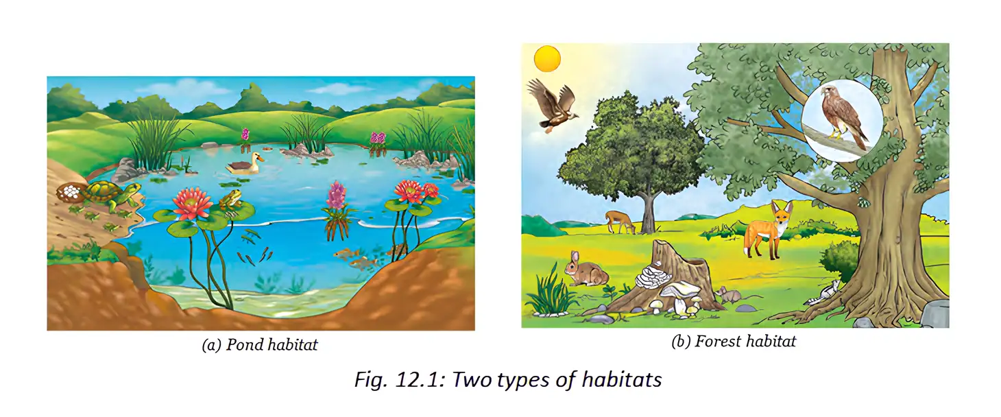 Pond and forest habitats with plants and animals living in each.