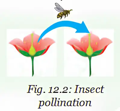 An insect transfers pollen between two flowers.