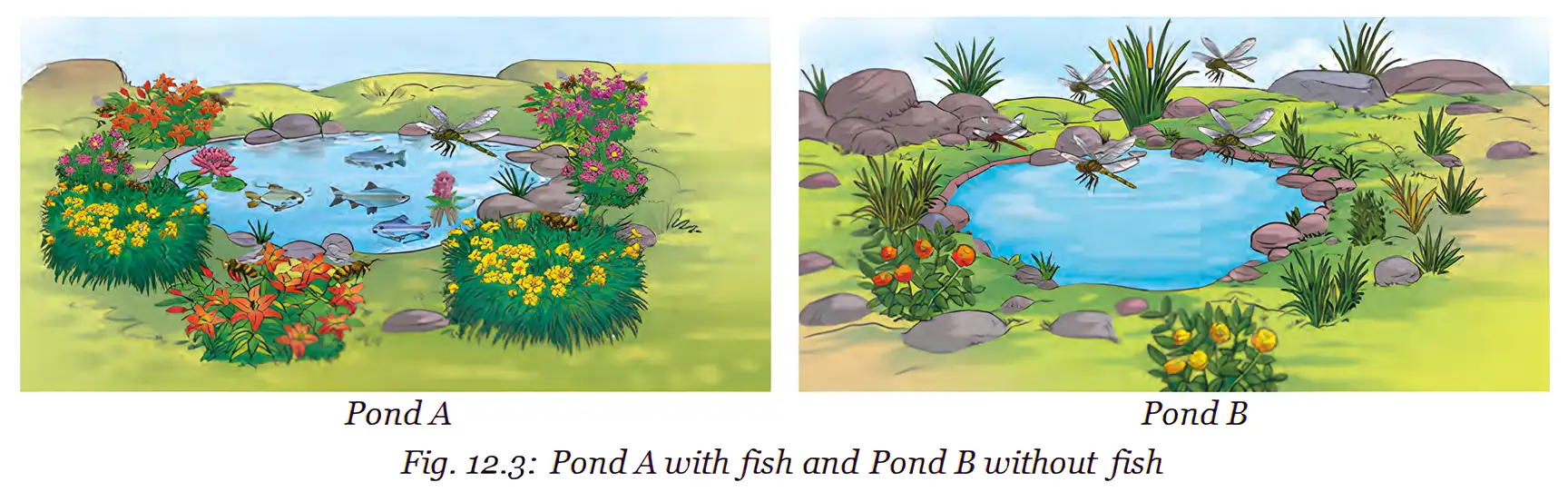 Comparison of a pond with fish and a pond without fish.