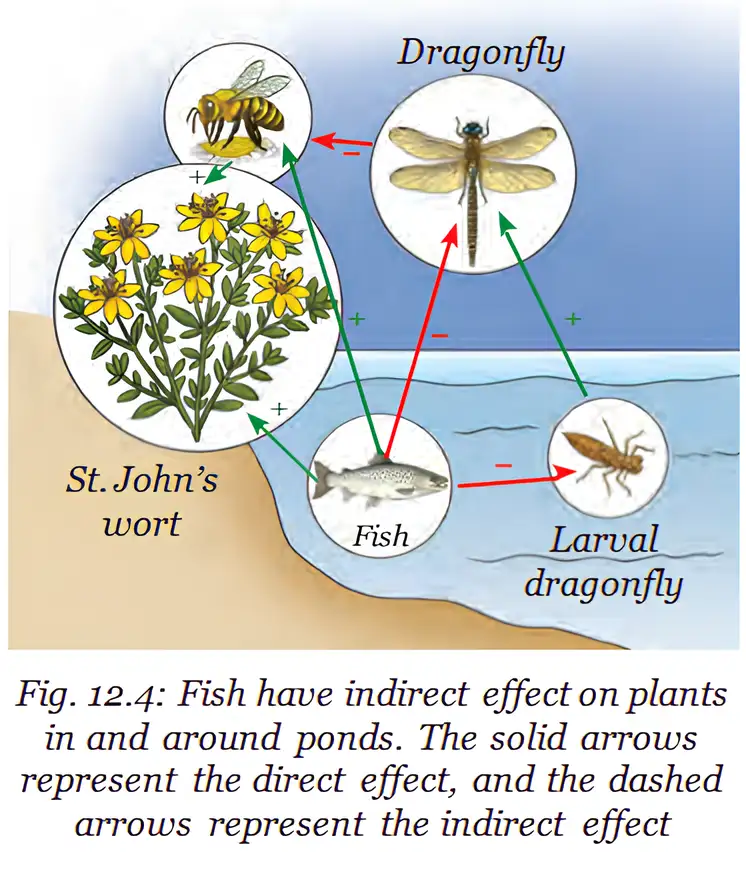 A food web shows direct and indirect effects of fish on pond organisms and nearby plants.