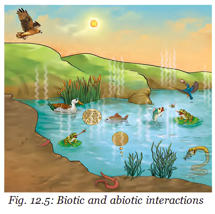 Pond ecosystem: organisms interact with water, sunlight and soil.