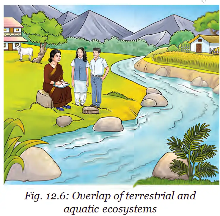 Aquatic and terrestrial ecosystems can overlap around a stream, mountains, forests, grassland and farmland.