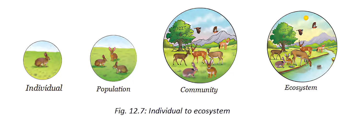 Ecological organization progresses from an individual to a population, community and ecosystem.