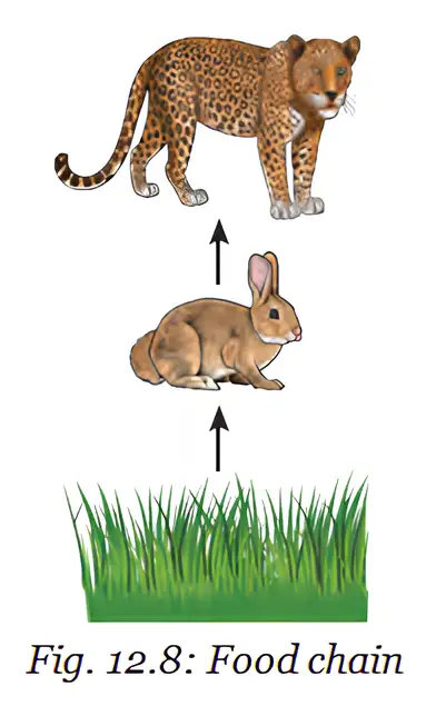 Food chain example: grass → rabbit → leopard.