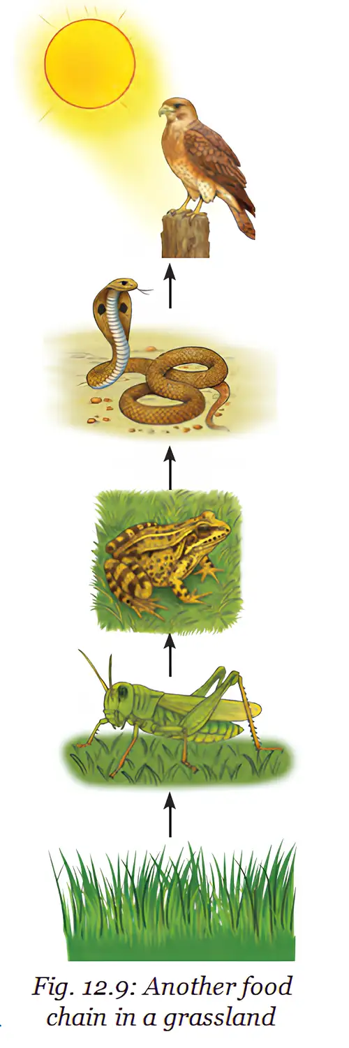 Grassland food chain: grass → grasshopper → frog → snake → hawk; energy comes from the Sun.