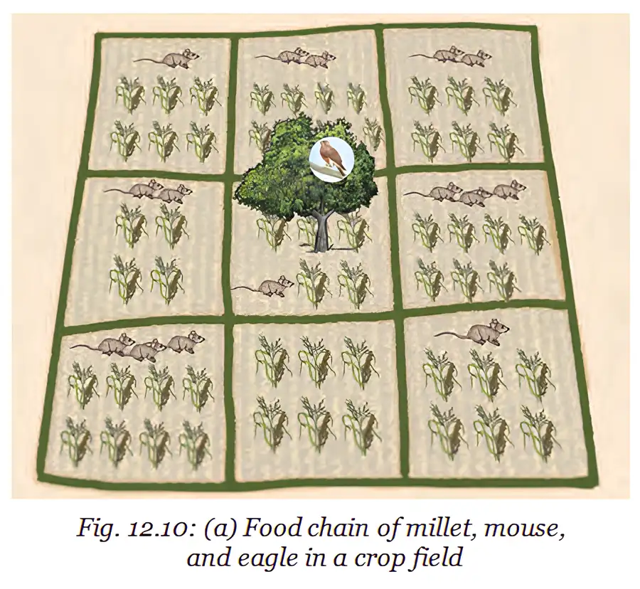 Millet, mice and an eagle in a crop field show a feeding relationship.
