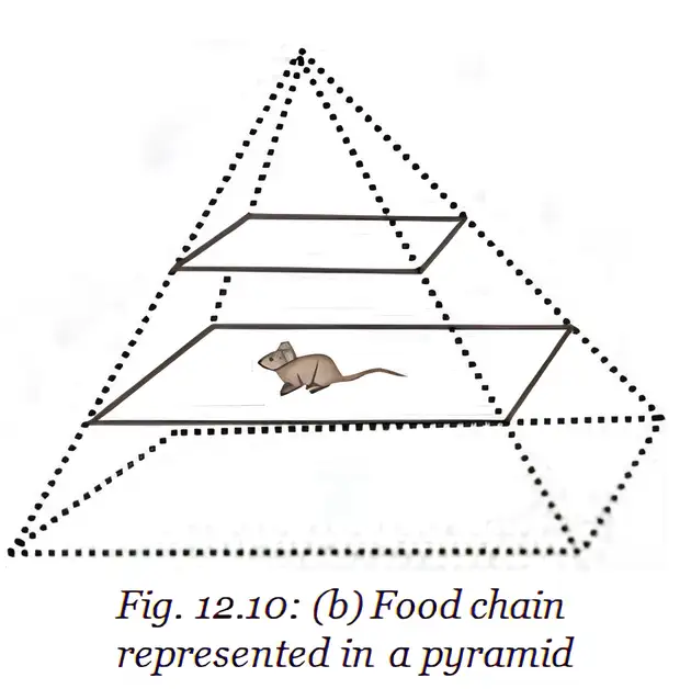 A food chain arranged as a pyramid, with a mouse at one level.