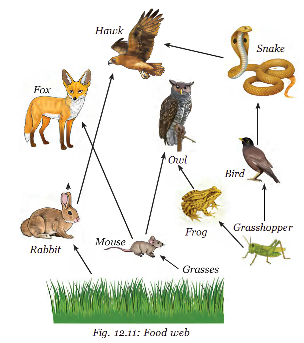 A food web links grasses, insects, small animals, birds and predators through feeding relationships.