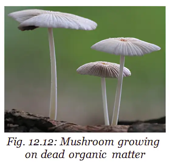 Mushrooms growing on dead organic matter illustrate decomposition.