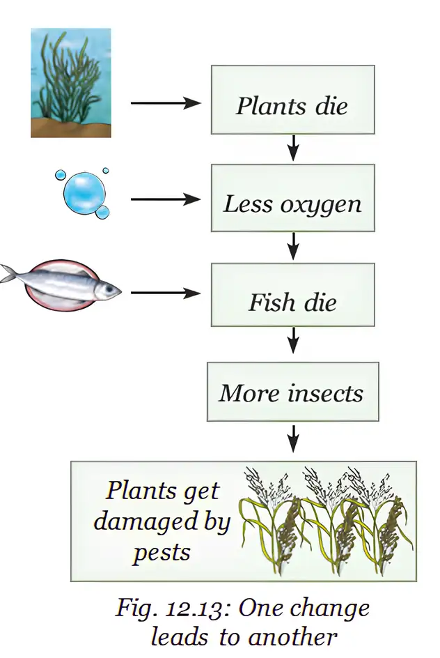 A change in one part of an ecosystem can trigger effects throughout the food web and environment.
