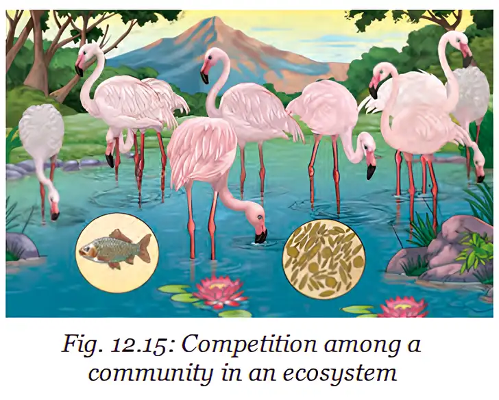 Flamingos competing with other organisms for food.