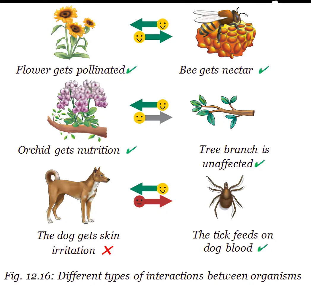 Examples of mutualism, commensalism, and parasitism.