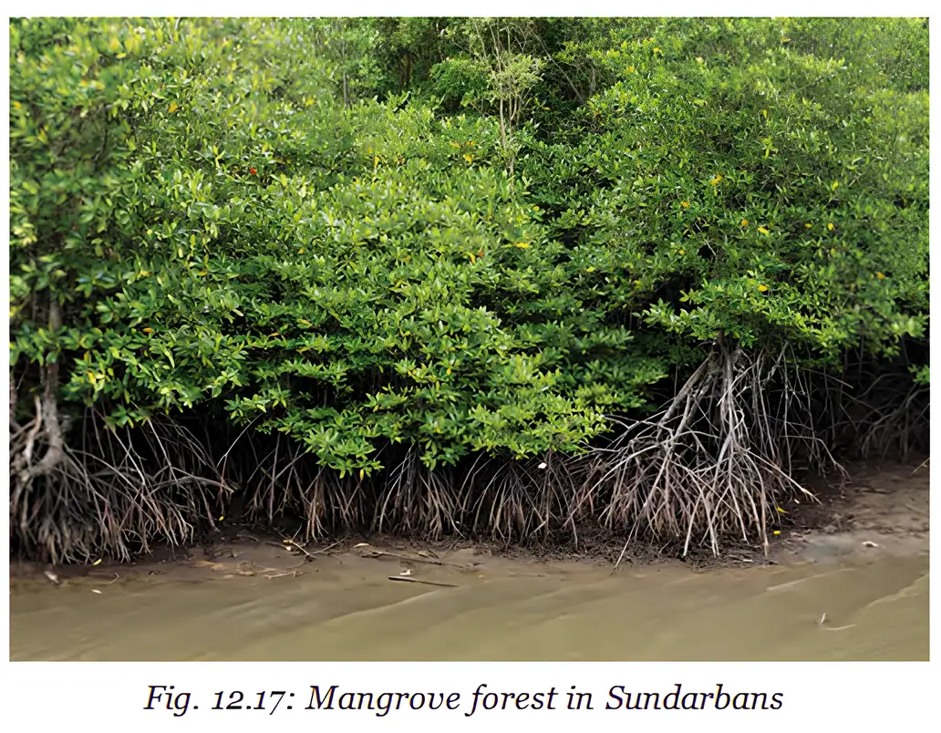 Mangrove forest in the Sundarbans, with exposed roots along a muddy shore.