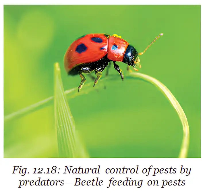 A beetle feeding on pests illustrates natural pest control by predators.